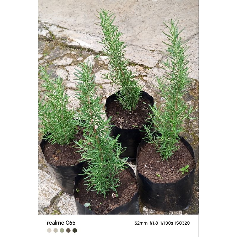 BIBIT ROSEMARY SEDANG/ TANAMAN ROSEMARY/BIBIT DAUN ROSEMARY/TANAMAN HIAS