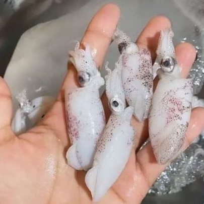 

BABY CUMI SEGAR 500 GRAM