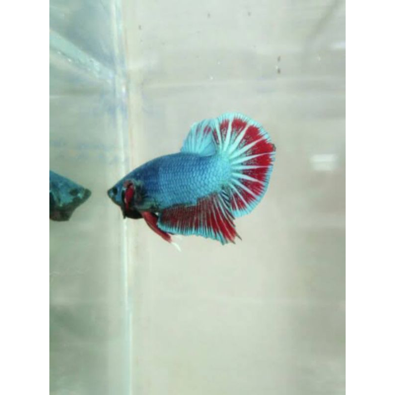 

stiker cupang remaja jantan betina hm