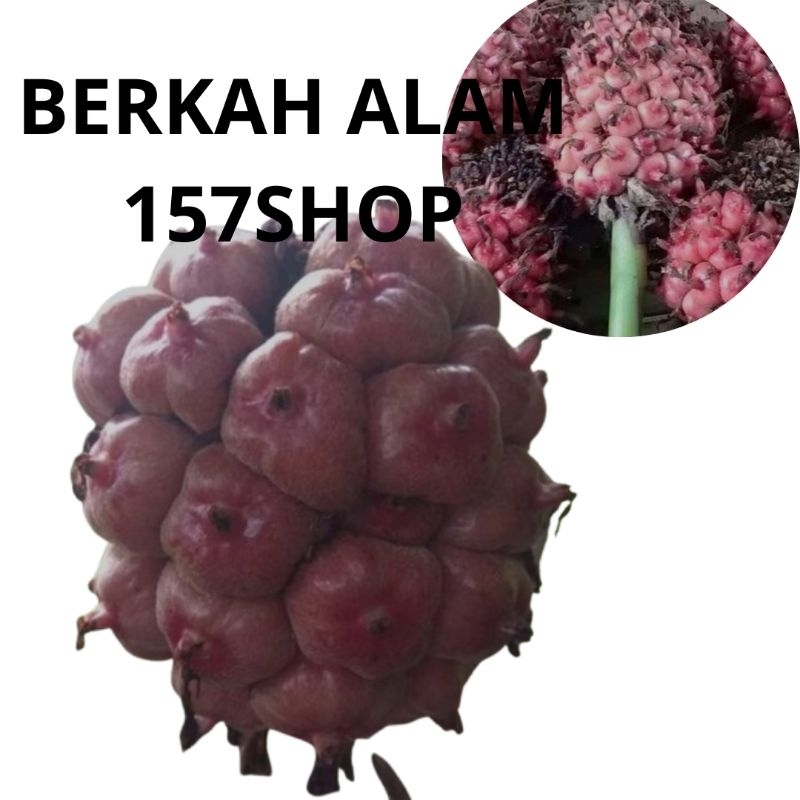 

Buah kecombrang segar 1kg- buah honje segar bahan masakan
