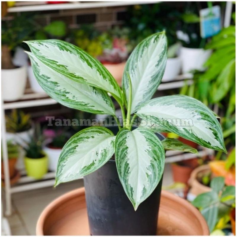 Promo COD tanaman hias Sri rezeki silver - Chinese evergreen - tanaman Sri rezeki - aglaonema - Sri 