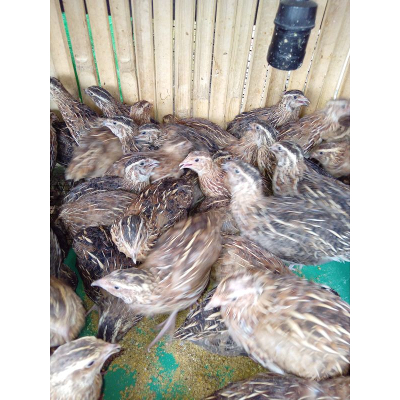 Puyuh Betina Asli Petelur Umur 1 Bulan (Harga Satuan)