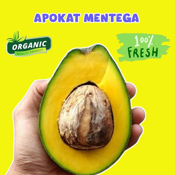 

alpokat mentega1 kg bergaransi apokat aligator avokat miki dari wonogiri LIVE MURAH