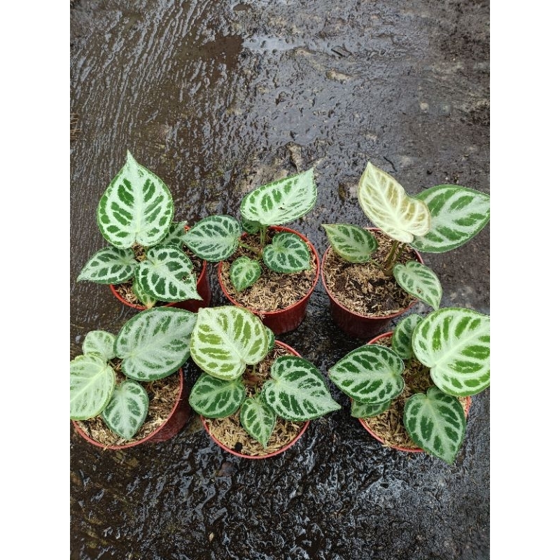 anthurium kuping gajah dorayaki rimbun