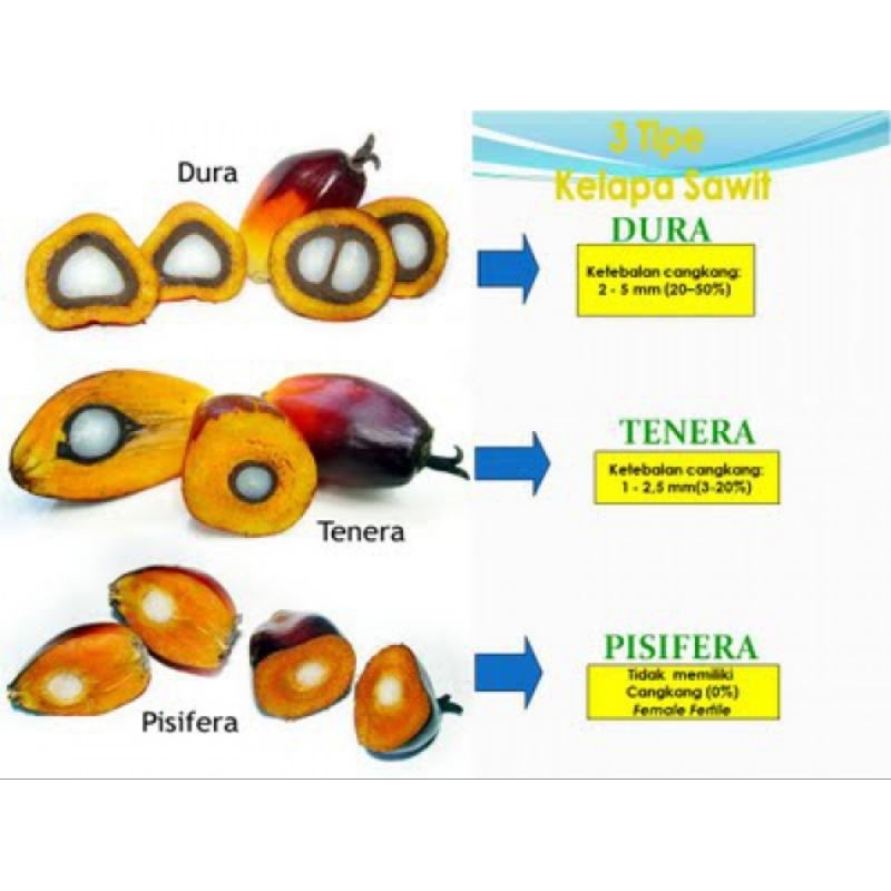 BIBIT BENIH SAWIT PPKS MEDAN ORIGINAL