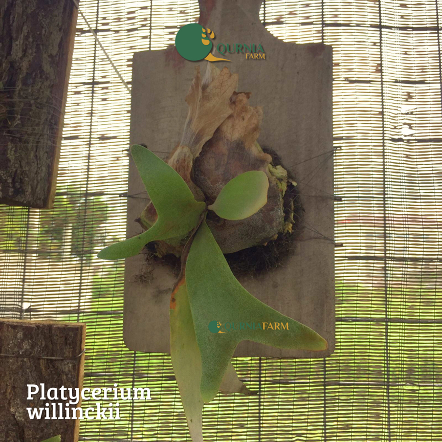 QurniaFarm-Platycerium willinckii Kecil (Simbar Menjangan/Tanduk Rusa)