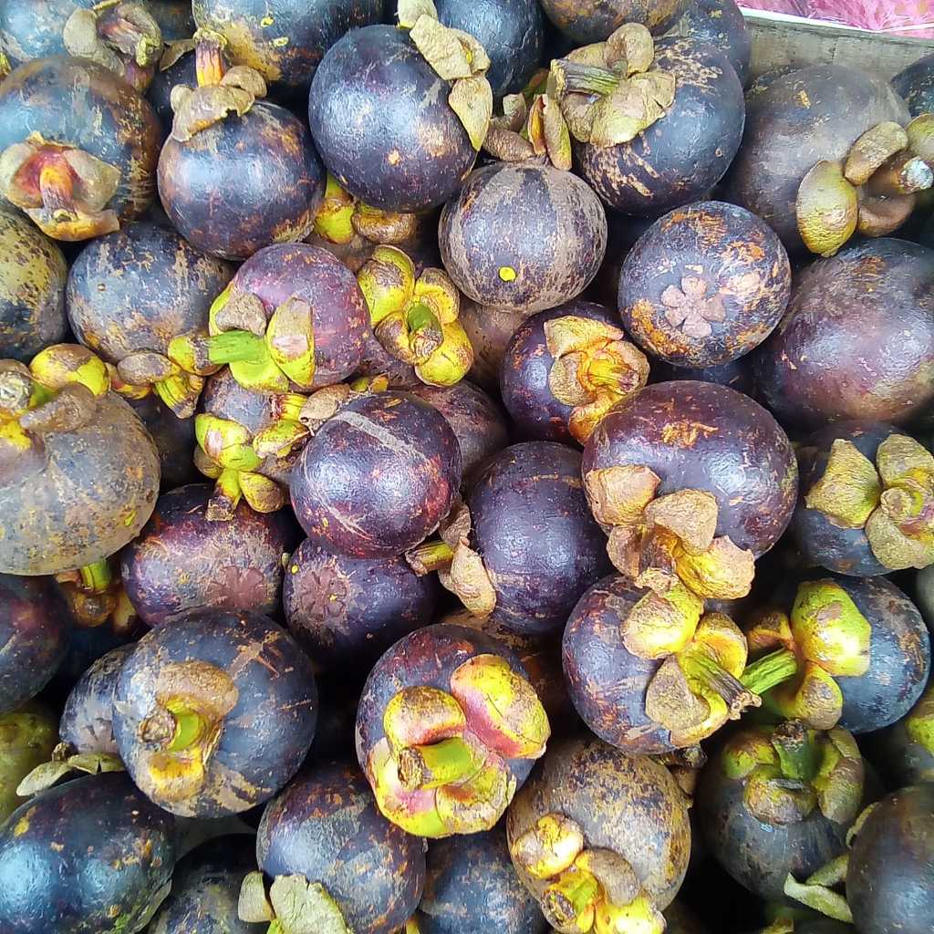 

Buah Manggis manis 1kg