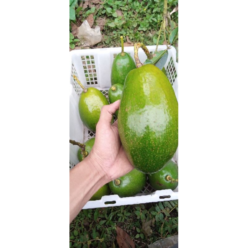 

ready buah alpukat pameling