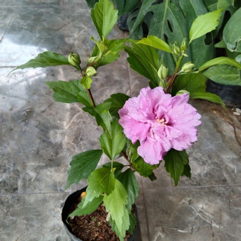 Tanaman Bunga Sepatu Ungu Tumpuk - Tanaman Hias Kembang Sepatu Ungu Tumpuk