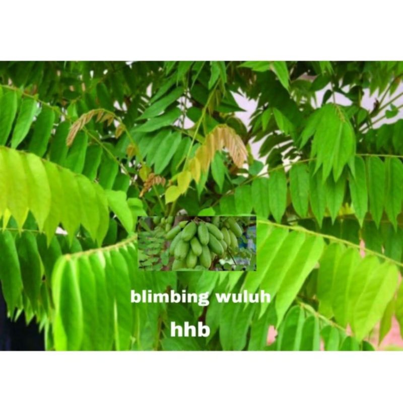 

Daun sayuran Belimbing wuluh per tangkai