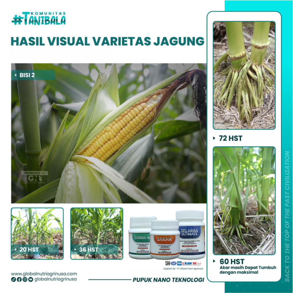 Paket Pupuk Jagung - Selaras Ultimate  - Summa NF  - Sakha SR -  Tahan Hama dan Penyakit - Olah Laha