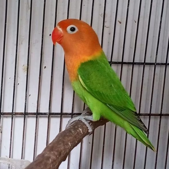 burung lovebird biola green jantan