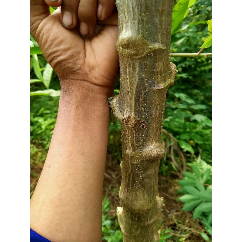 

Bibit batang singkong merah jumbo panjang 15cm