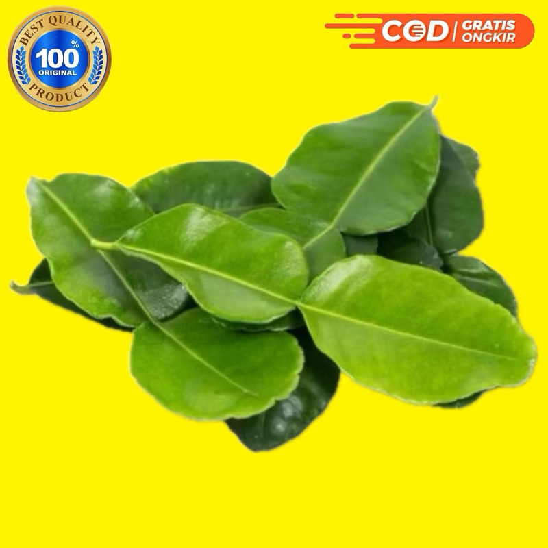 

Daun Jeruk Pecel Asli fresh alami