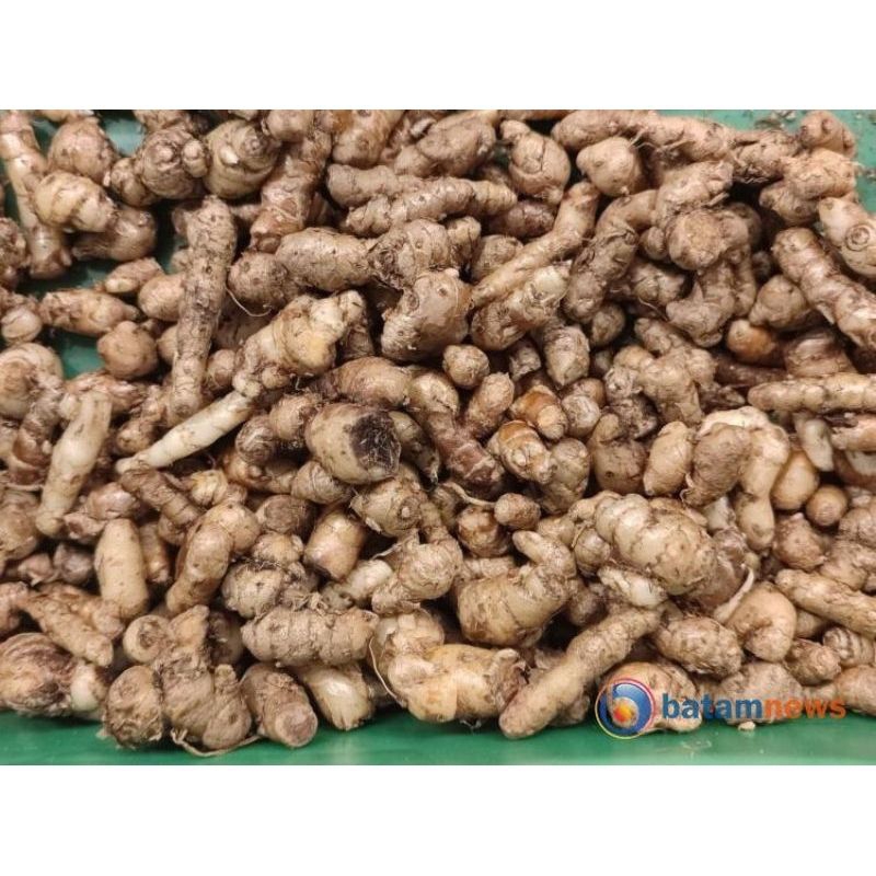 kencur segar / kencur fresh / kencur murah