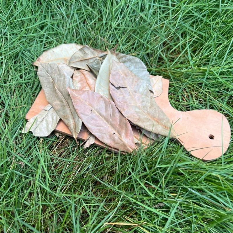 

(50g) Daun Pala Nutmeg Leaf MURNI Kering Herbal Tradisional Jurus Sehat Rempah JSR