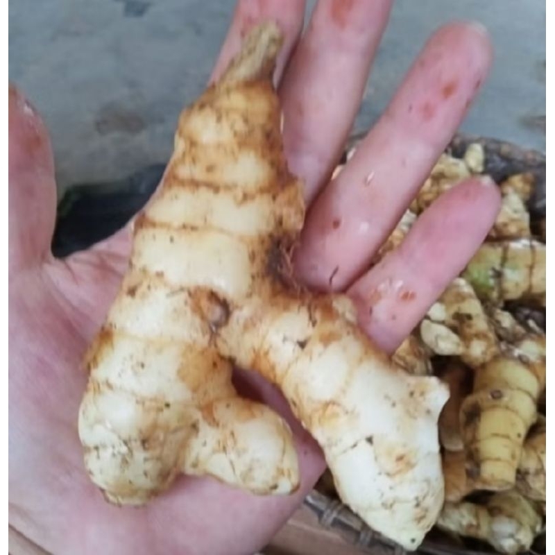 

Kunyit putih segar langsung dari hutan 1 kg