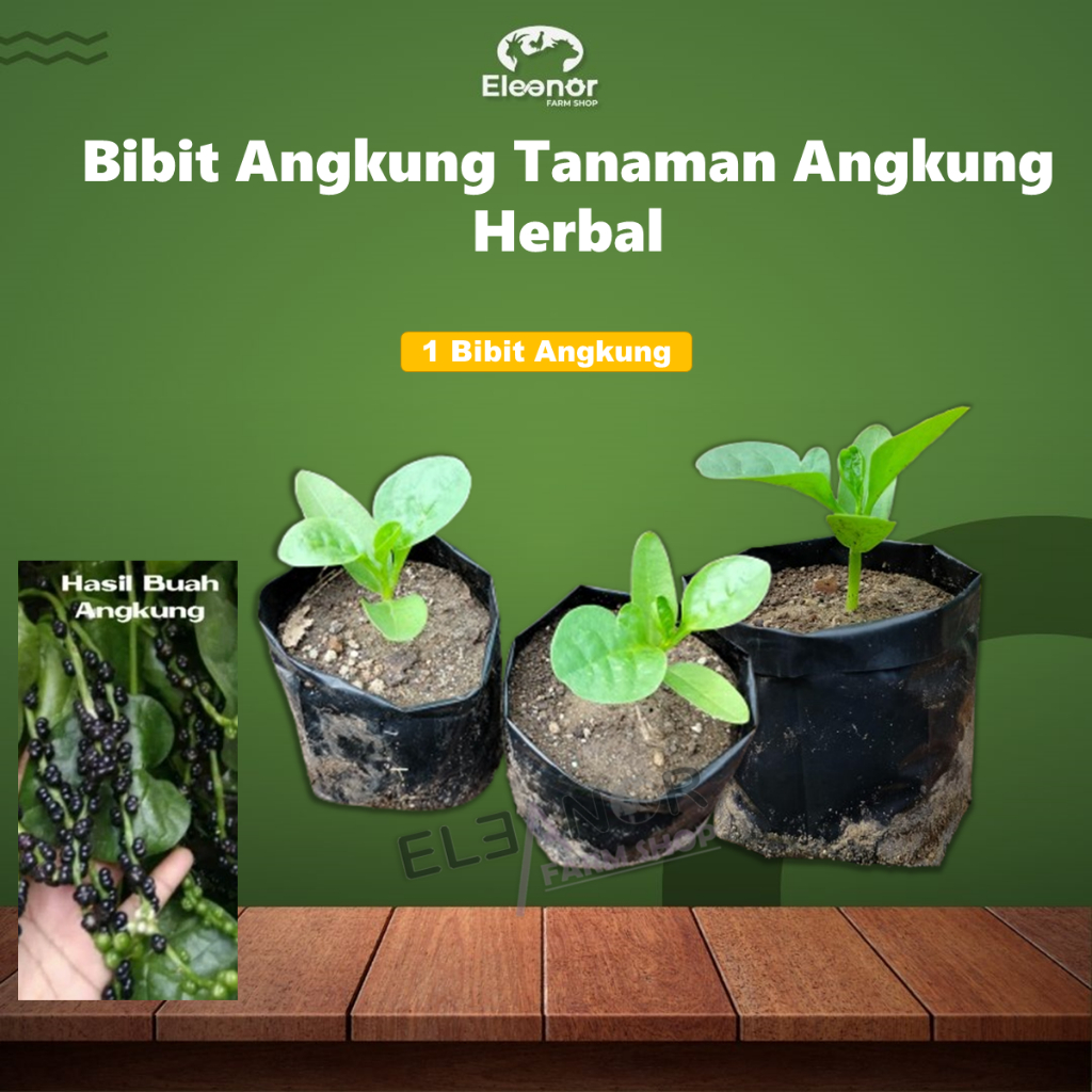 Bibit Angkung Tanaman Angkung Tanaman Obat Herbal Angkung untuk Stroke