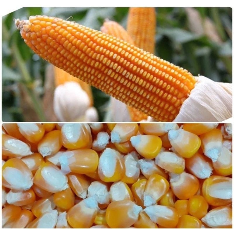 

Jual benih jagung lokal terbaik kemasan 1 kg