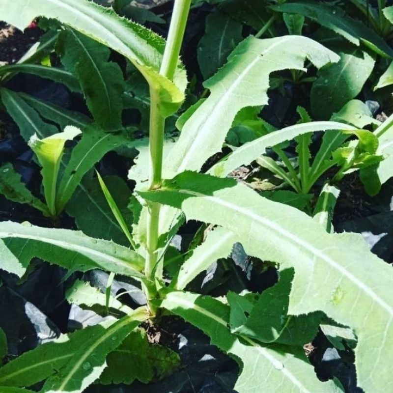 

daun tempuyung segar di ambil langsung bila ada orderan masuk