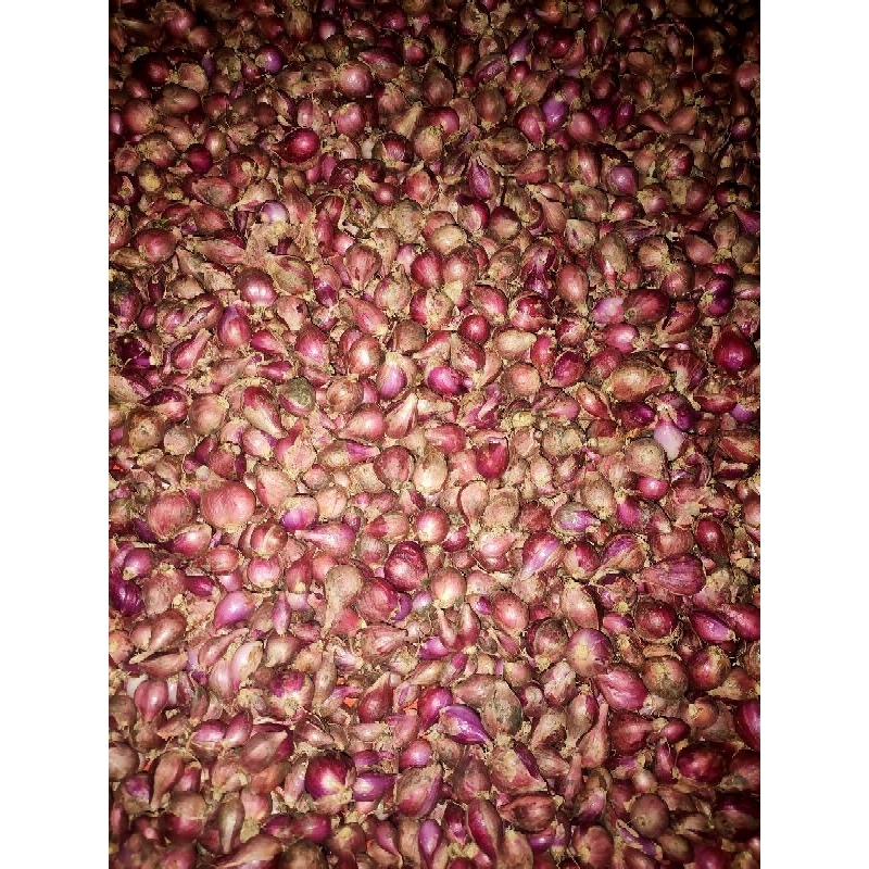 

BAWANG ASLI BREBES SUPER DAN SEDANG