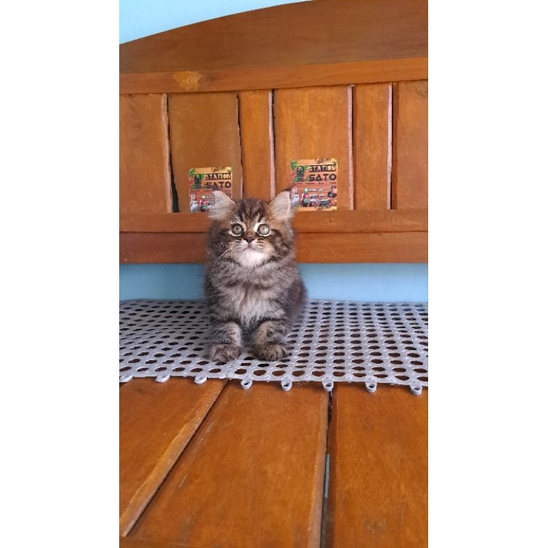 kucing tabby marble gemoy