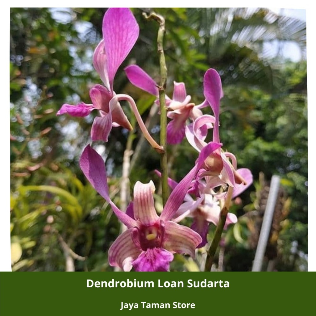 Promo COD Anggrek - Loan Sudarta - Tanaman Hias Anggrek - Bibit Anggrek