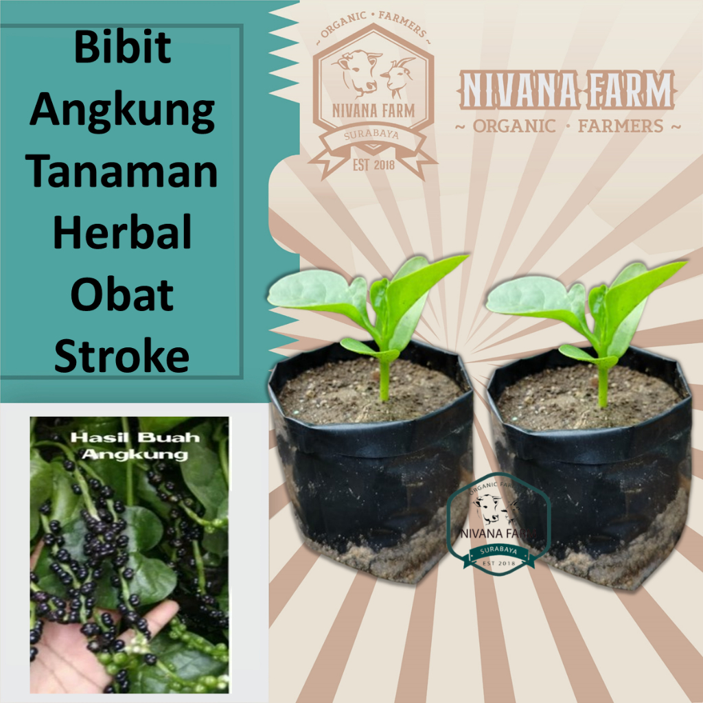Bibit Angkung Tanaman Herbal Obat Stroke