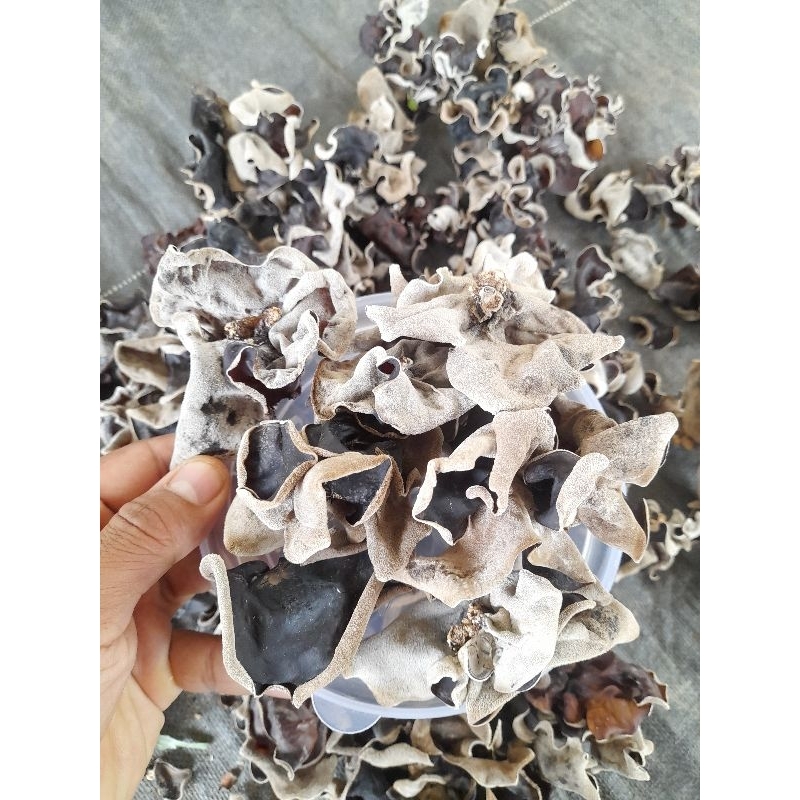 

JAMUR KUPING KERING 1KG/JAMPING /BLACK FUNGUS