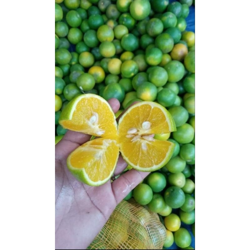 

JerukPeras Babyjava segar