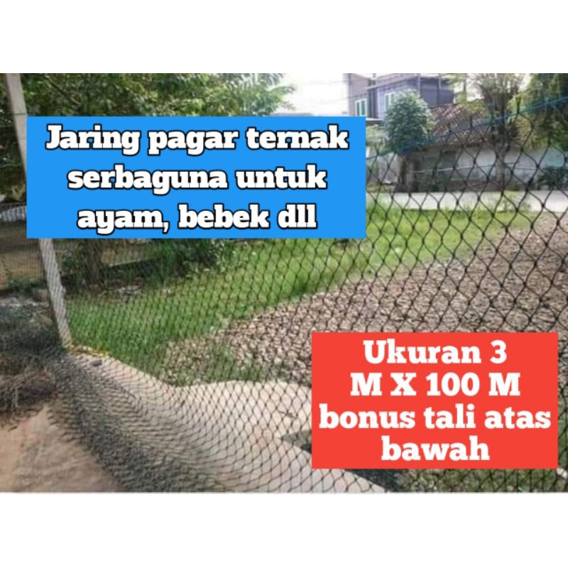 Jaring Pagar Ayam ukuran 3 M X 100 M