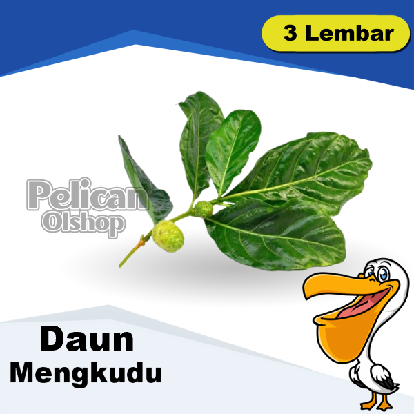 

Daun Mengkudu Pace Noni Morinda citrifolia L Keumeudee Kudu Bahan Masakan Nasi Goreng Betawi Tumisan Teh Herbal