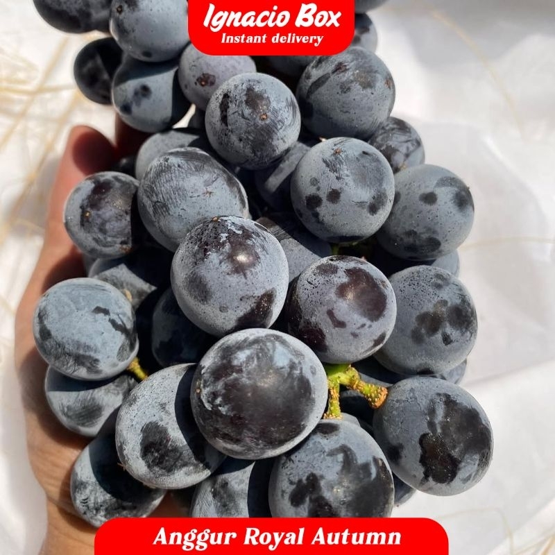 

Anggur Autum [500Gram] Black Grape Fresh Import IgnacioBox