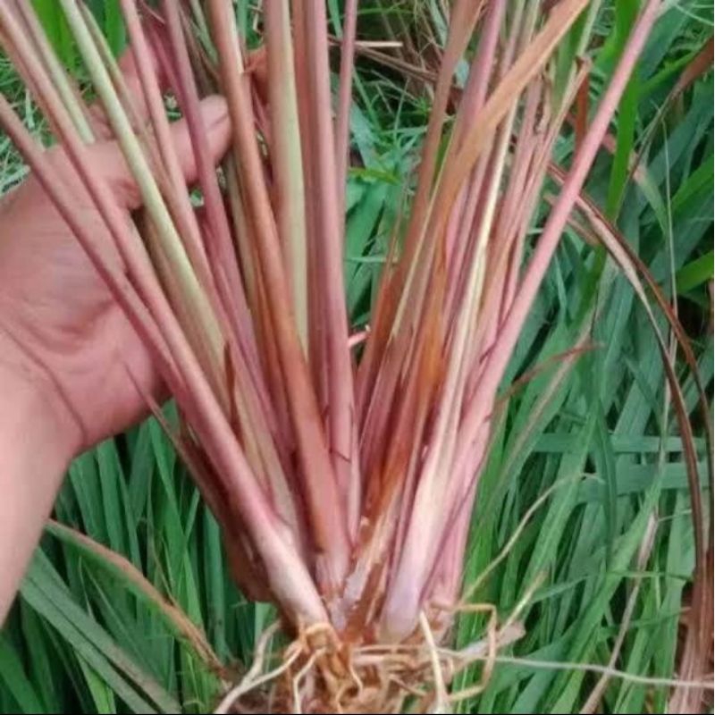 

SEREH WANGI SEREH MERAH 20 PCS BISA COD