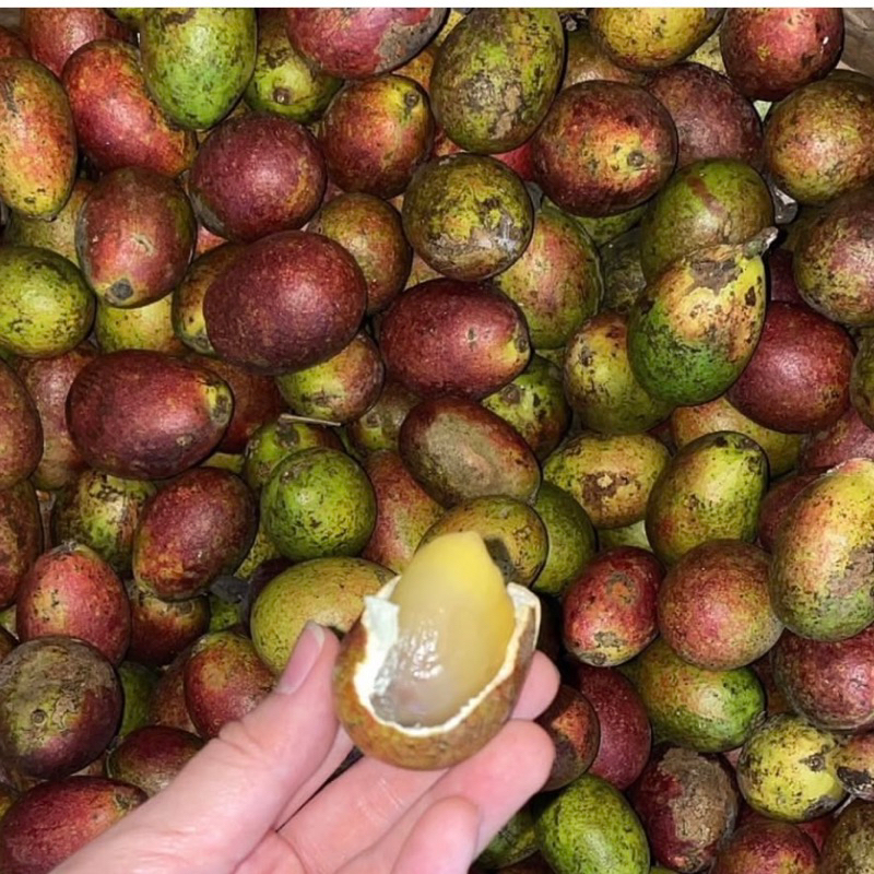 

Matoa Fresh Best Seller Bogor 1gigitan 3rasa