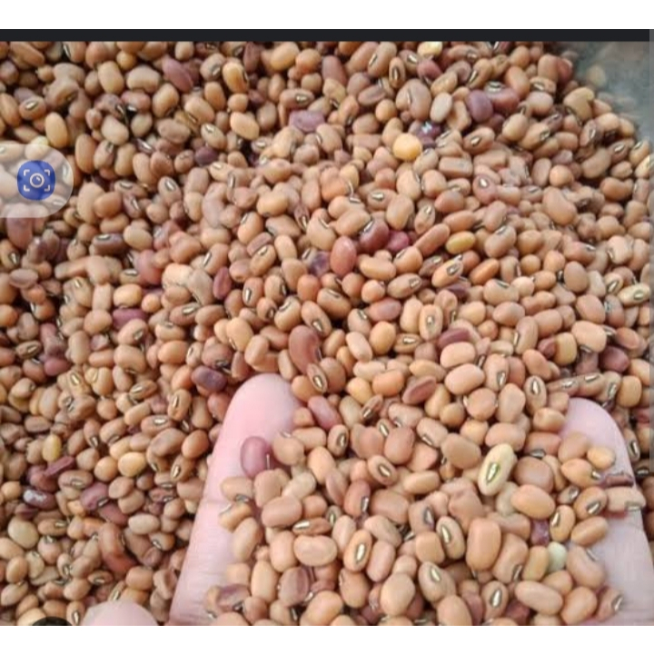 

KACANG TUNGGAK IMPORT ( KEMASAN 1 KG )