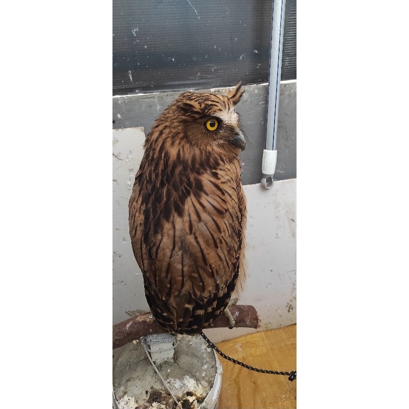 burung hantu buffy fishowl