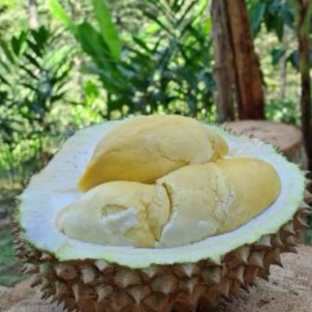 

Durian tissue durian terbaik jatim