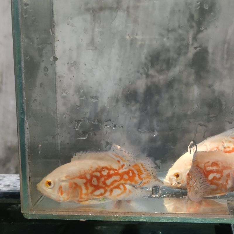 STIKER OSCAR NEMO SLAYER