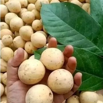 

Buah Duku Palembang, Super Manis 1kg