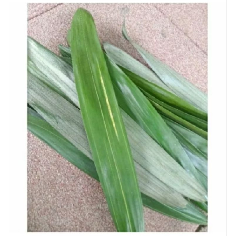 

DAUN SALAK MUDA SEGAR FRESH 500GRAM