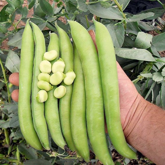 

Benih Kacang Kara