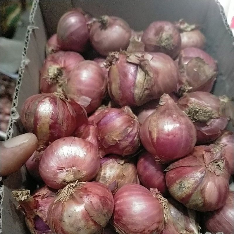 

bawang merah jumbo lokal malang