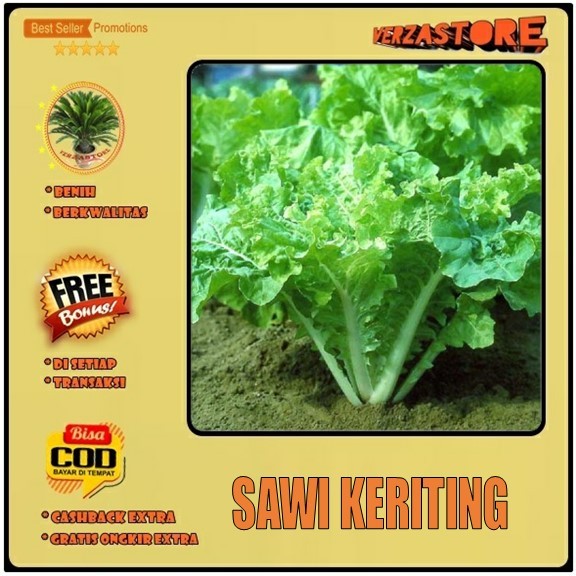 Biji Benih Bibit Sawi Samhong King Keriting F1 Hibrida / 50 Biji