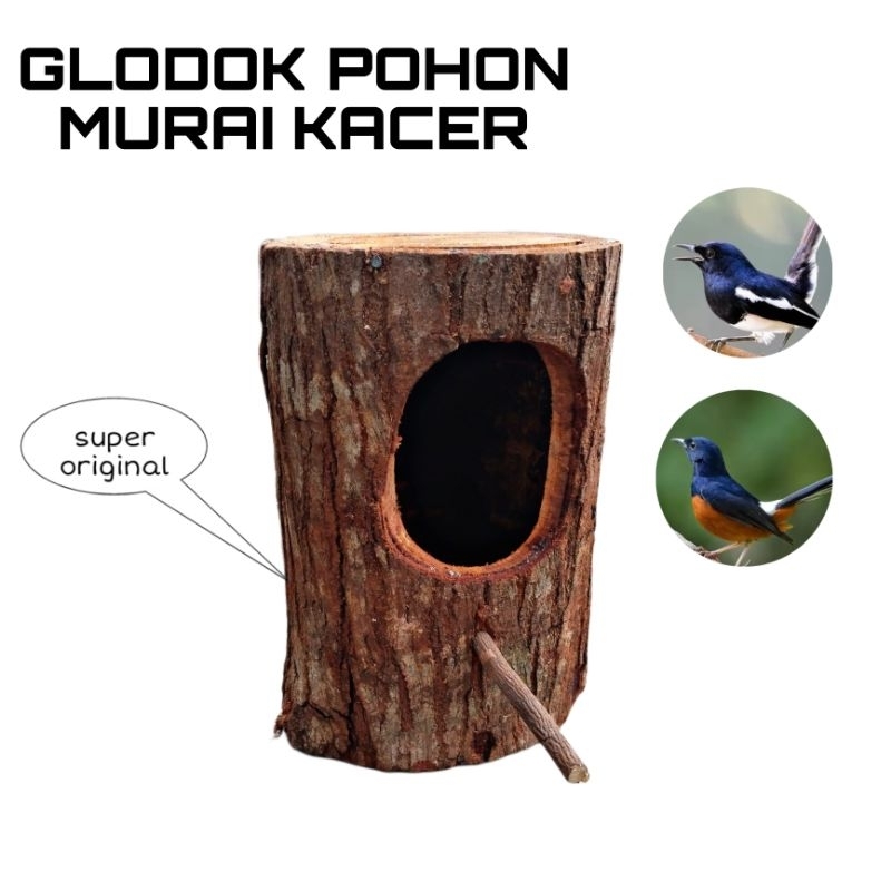 Glodok pohon burung murai, kacer dll