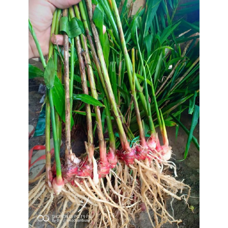 bibit jahe merah unggul