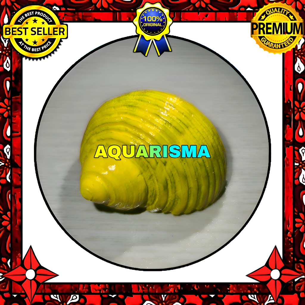 HIASAN DAN KOLEKSI - CANGKANG KEONG MDM MATA LEMBU TURBO TUMIDULUS KUNING GRADE A+