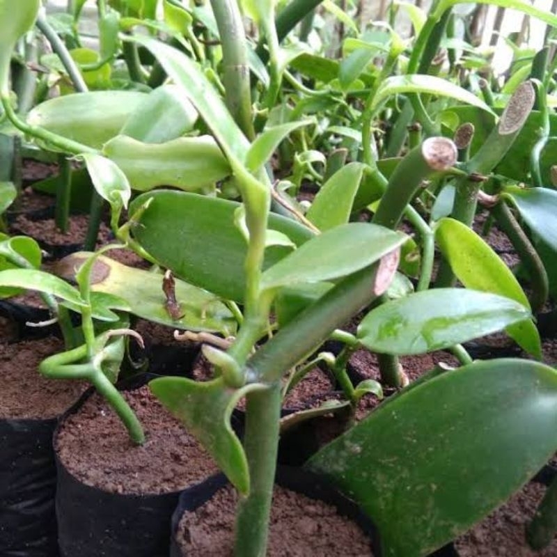 Bibit vanili planifolia super siap tanam/ bibit vanili planifolia 2 ruas