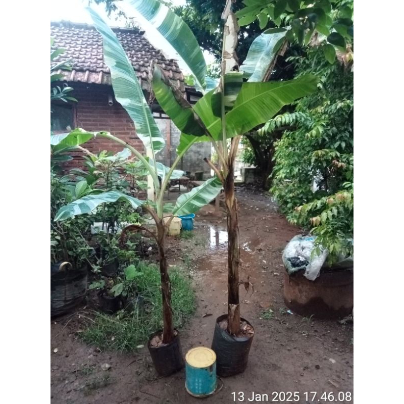 pisang varigata florida