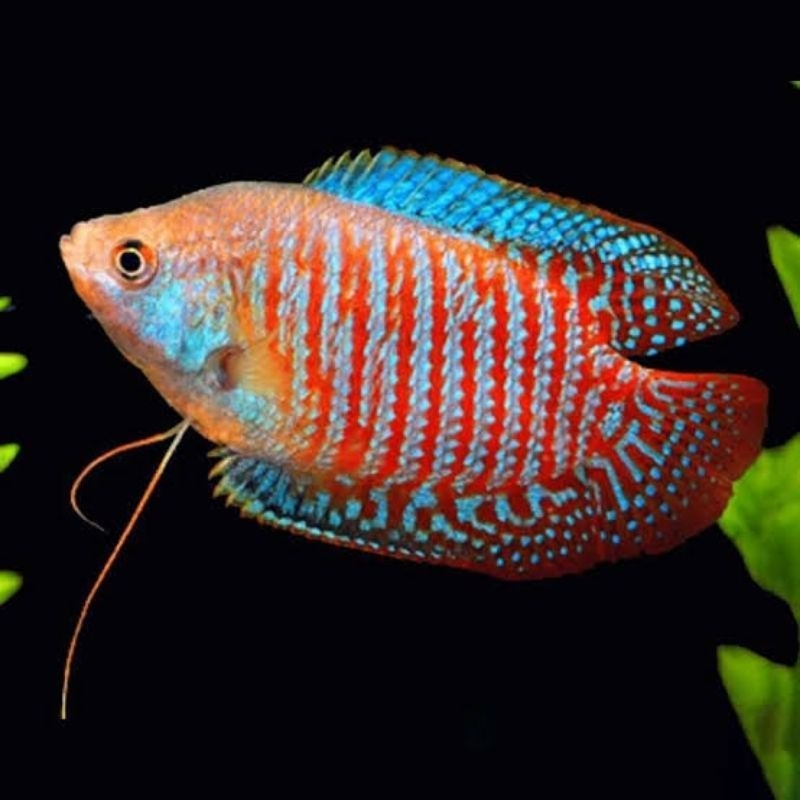 Jual ikan hias sepat tralis untuk aquarium dan aquascape / sepat bangkok / sepat dahlia